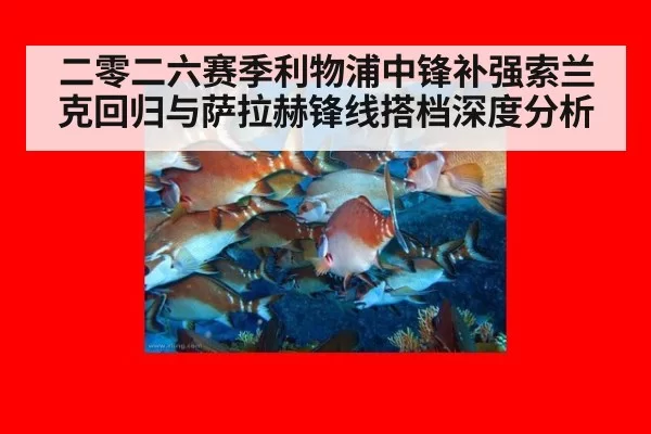 二零二六赛季利物浦中锋补强索兰克回归与萨拉赫锋线搭档深度分析